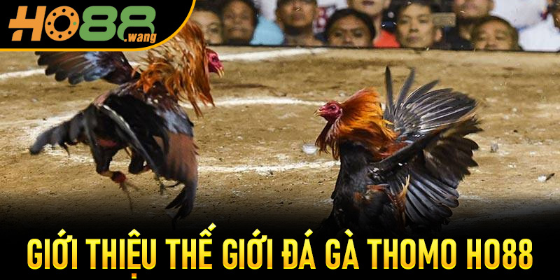 Giới thiệu thế giới Đá Gà Thomo Ho88