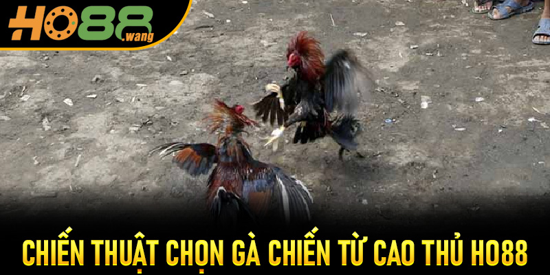 Chiến thuật chọn gà chiến từ cao thủ Ho88