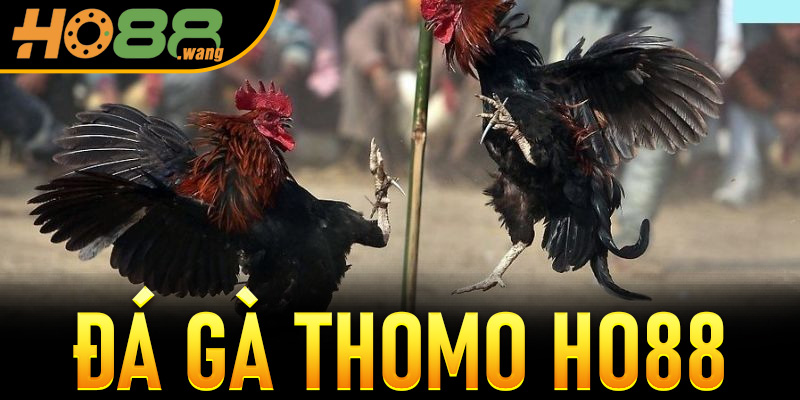 Đá Gà Thomo Ho88